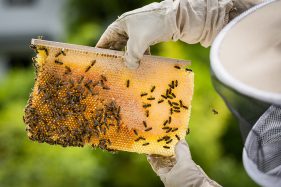 Honigbienen, Bienen und Imker Filitz Fotografie