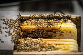 Honigbienen, Bienen und Imker Filitz Fotografie